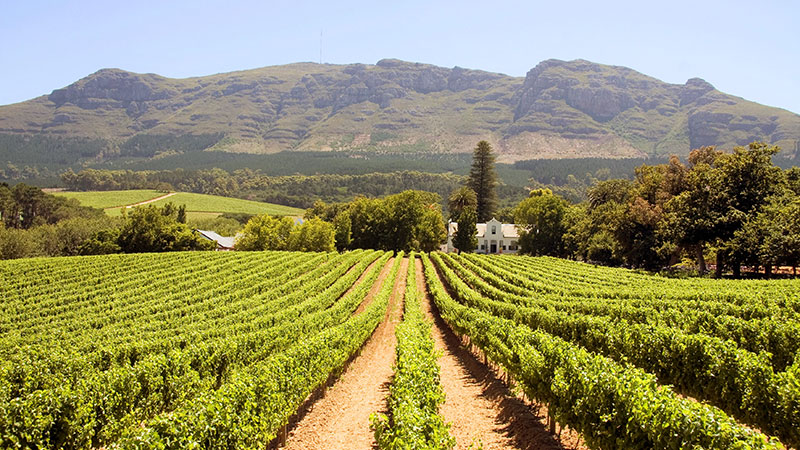 Vinranker i Franschoek