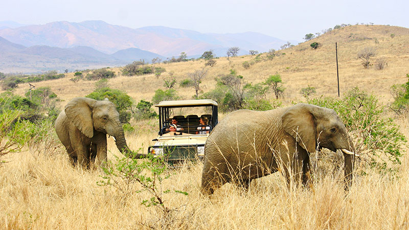 To elefanter ved en safari jeep