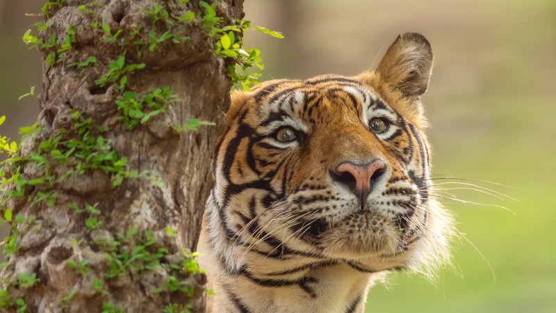 Safari i Ranthambore nasjonalpark