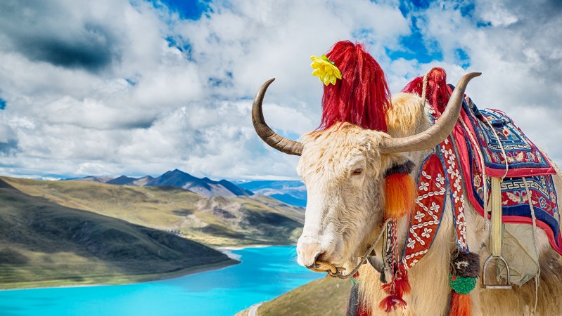 Yamdrok Yumcuo (Svanesj�en)