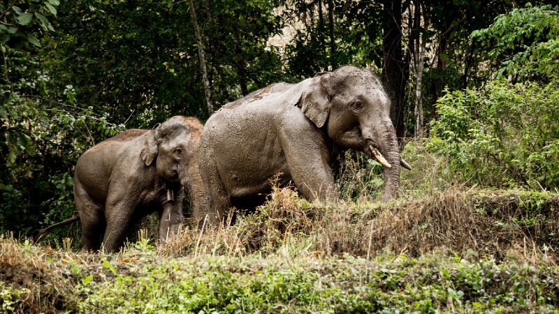 Chiang Mai p egen hnd  hjemreise om kvelden