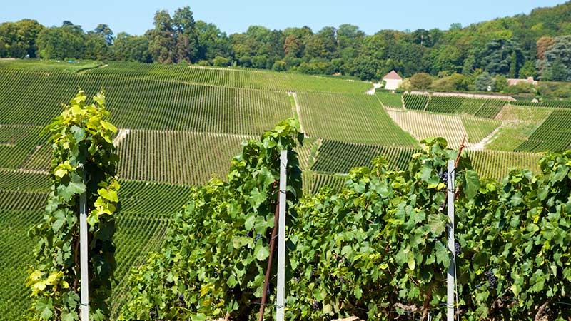 Vinranker i en ås i Hautvillers