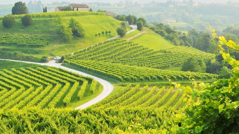 Grønne proseccoåser