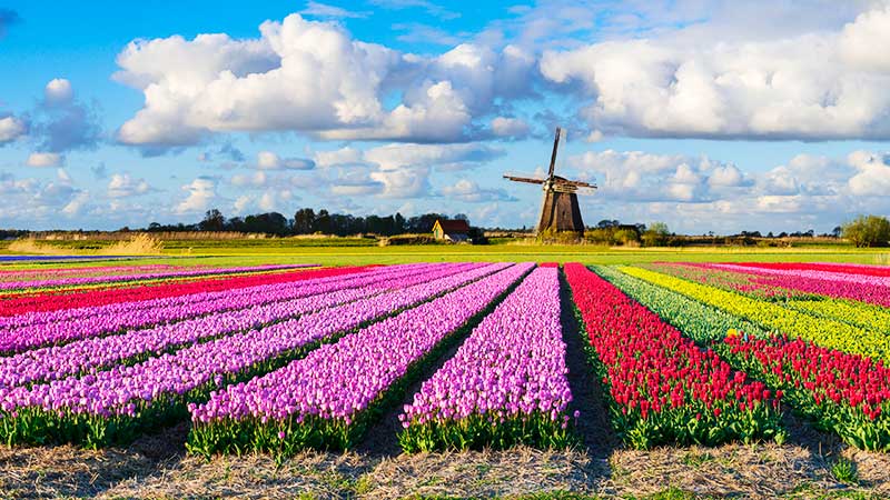 Blomstercruise i Nederland