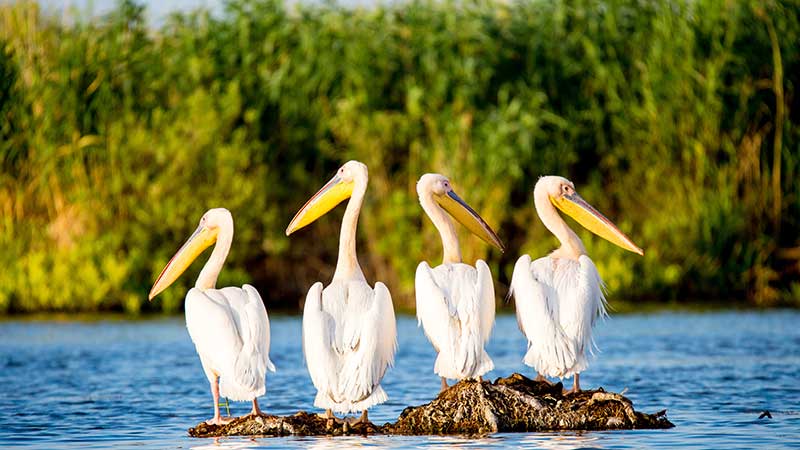 Fire pelikaner i Donaudeltaet