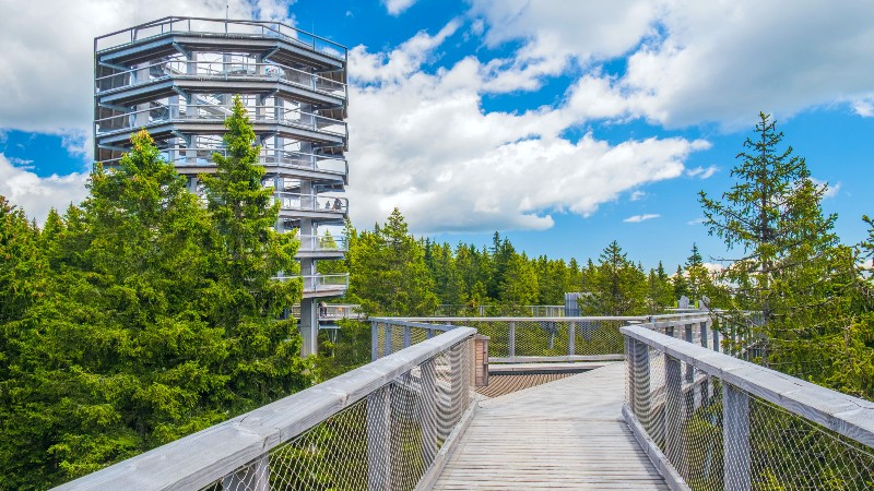 Tree Top Walk, Rogla Gangsti i tre over skogbunnen