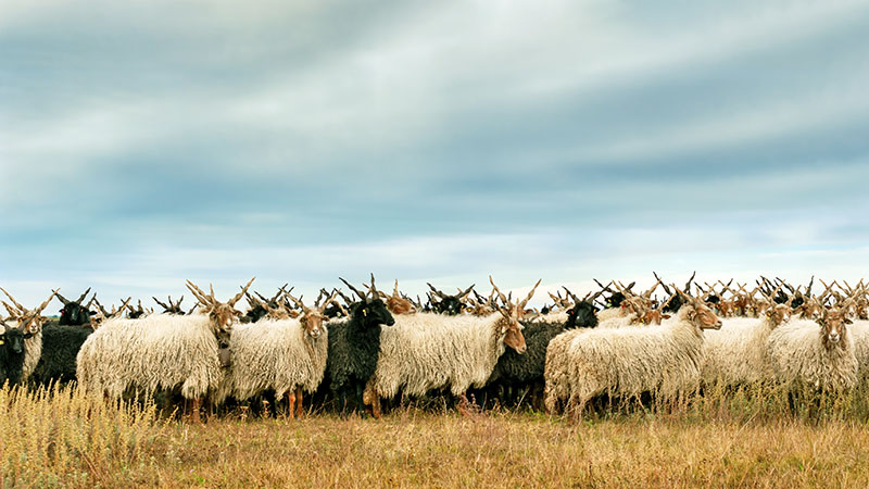 Racka-sauer som beiter på Pusztaen
