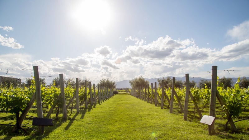 Vinruten i Luj�n de Cuyo & Maip�