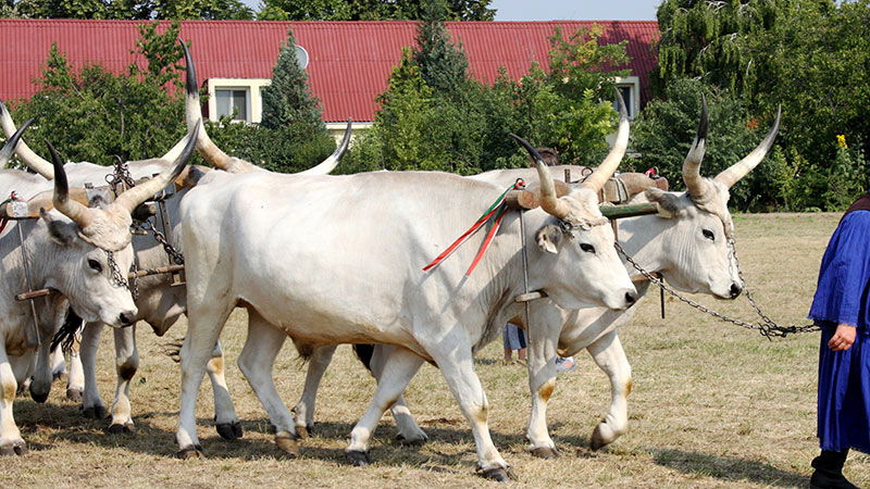 Ungarsk storfe på Pusztaen