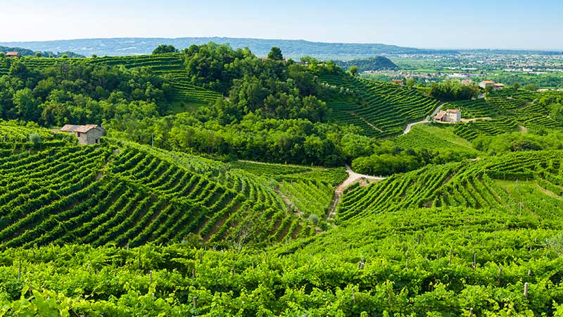Colline del Prosecco* (Prosecco-åsene)