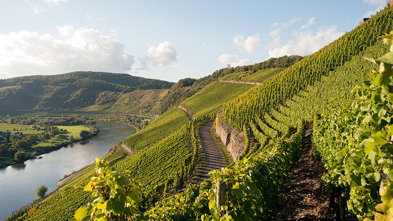 Vinmarker i Moseldalen