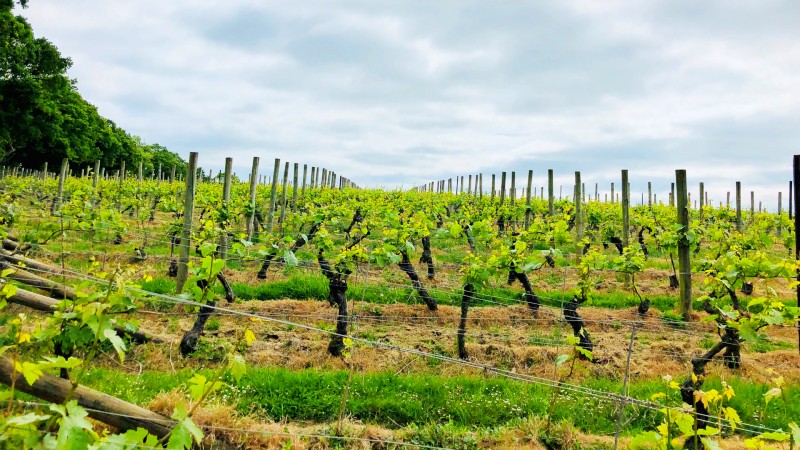 Vinmark p Nyetimber