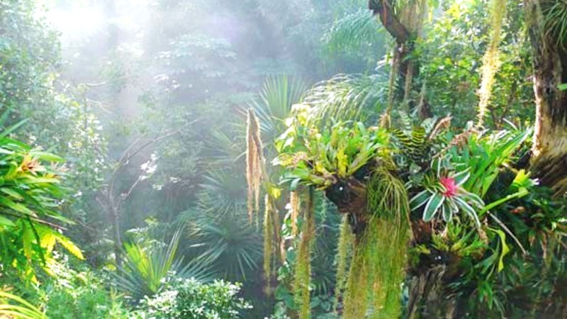 Jungel p botanisk hage