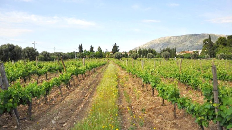 Roxane Matsa vingård Vinmarker