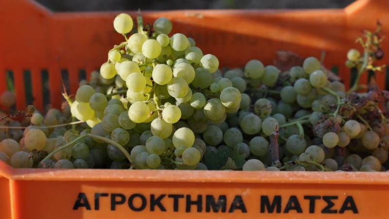 Roxane Matsa Høstede vindruer