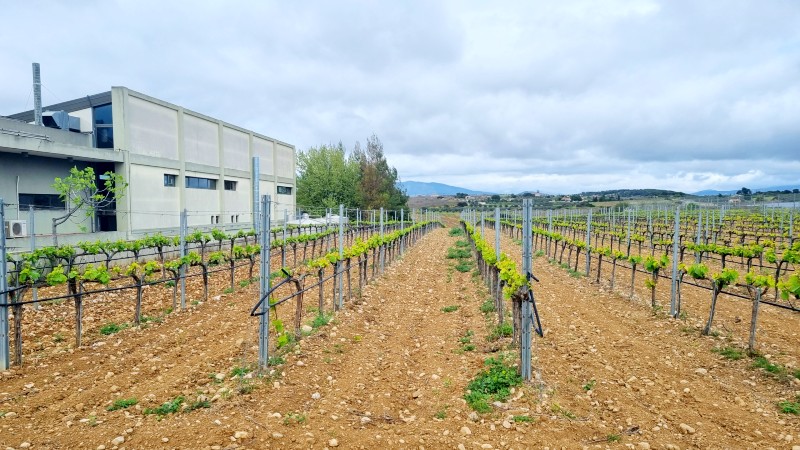 Papagiannakos Vingård Vinmark