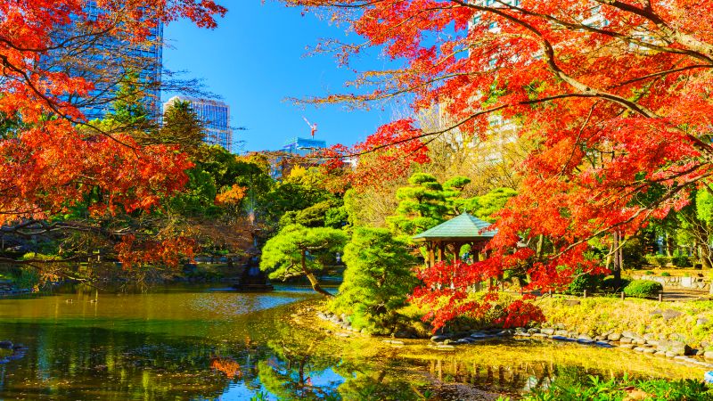 Vakre hstfarger i en park i Tokyo