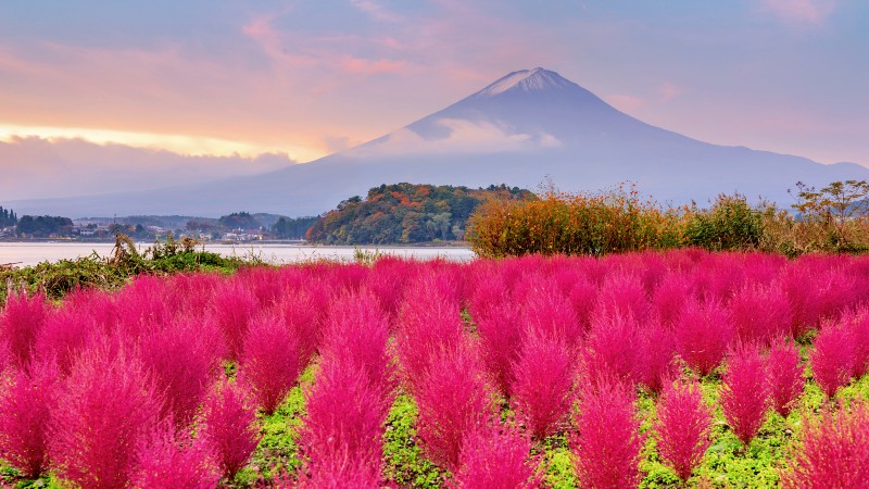 Fargerike planter med innsj og Mt Fuji i bakgrunnen