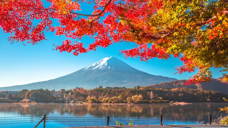 Mt Fuji innrammet av hstlv