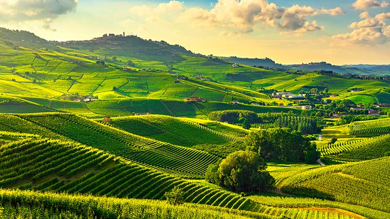 Grønne bølgende åssider med vinmarker