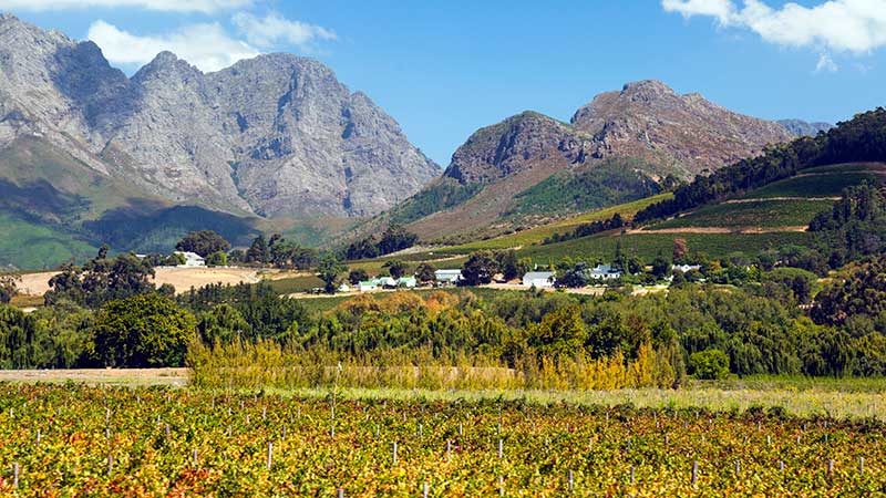 Vingrder med hye fjell i bakgrunnen i Franschhoek 