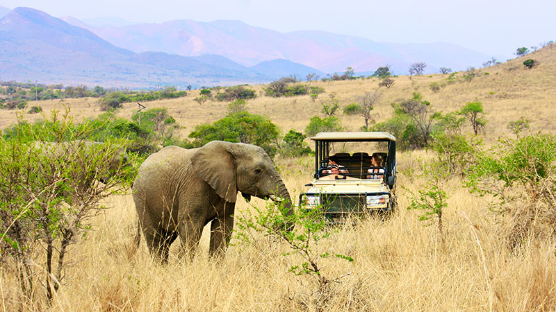 Elefant ved en safari jeep i Nambiti Game Reserve 