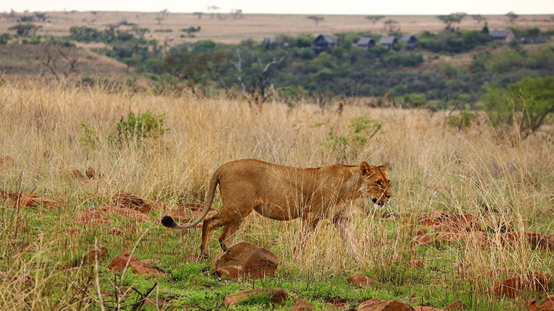 Løve på savannen i Nambiti Game Reserve 