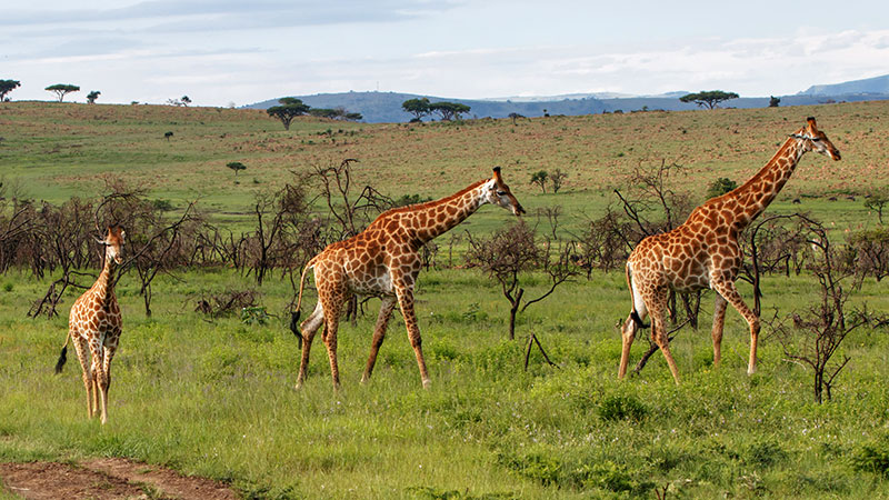 3 Sjiraffer i Nambiti Game Reserve