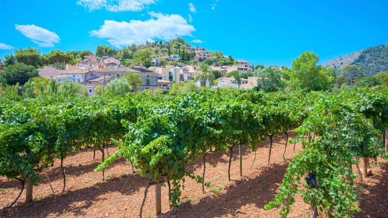 Pollença Vinranker med en landsby i bakgrunnen