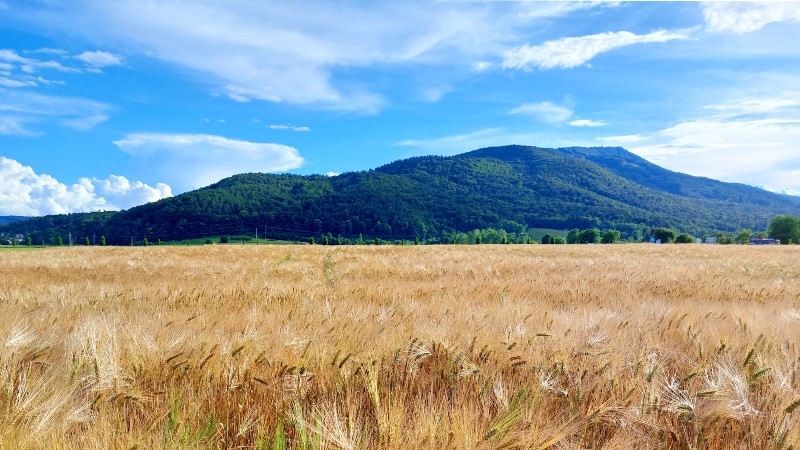 Pohorje Åker med fjell i bakgrunnen