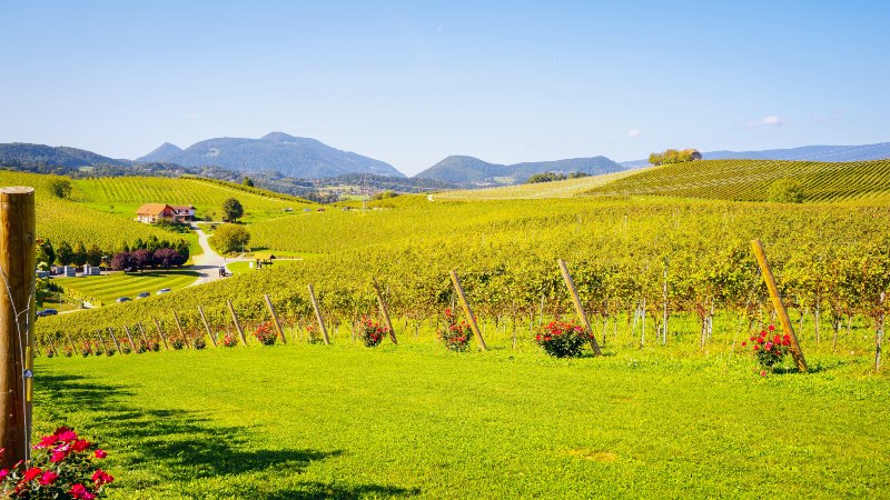 Škalce Vinmarker brer seg utover landskapet
