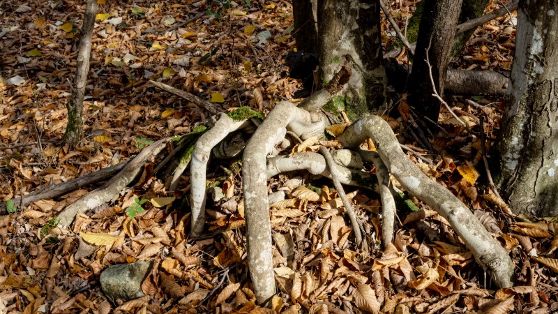 Trertter i Hoia Baciu-skogen