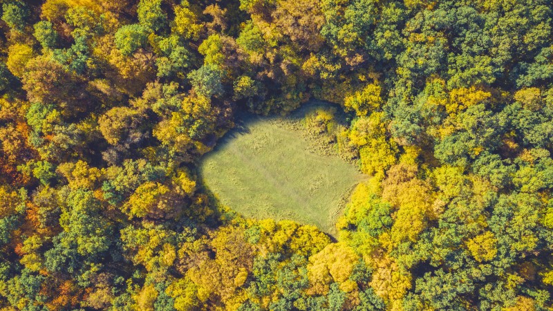 Oversiktsbilde over en klarning i Hoia Baciu-skogen