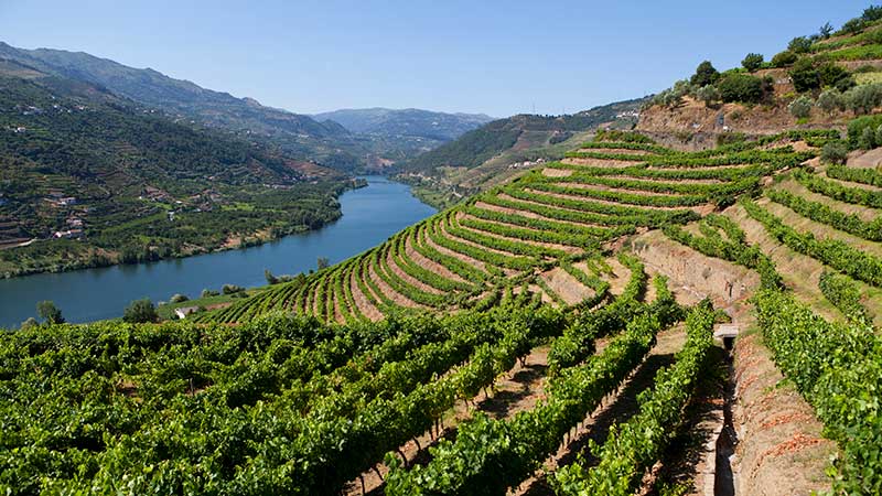 Vinmarker i Dourodalen