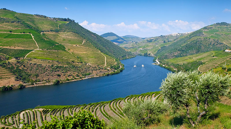 Grønne vinåser på begge sider av Douro-elven