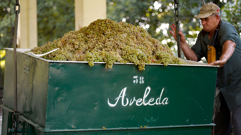 Vindruer klare for produksjon på Quinta da Aveleda