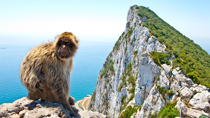 En ape sitter på en stein, med Gibraltarklippen og havet i bakrunnen